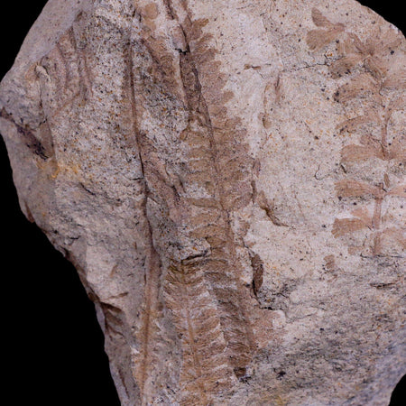 3.8" Pecopteris Aborescens Fossil Plant Leaves Penny Quarry Stanger FM Ottawa, KS