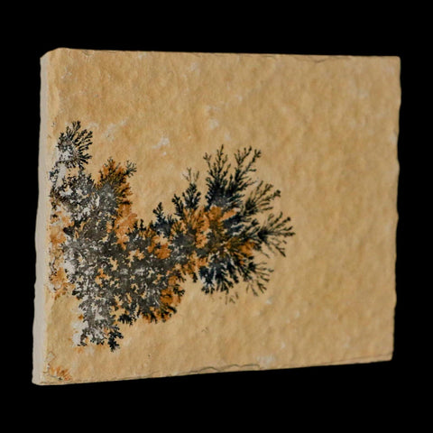 3.1" Pyrolusite Dendritic Limestone Solnhofen Upper Jurassic Age West Germany