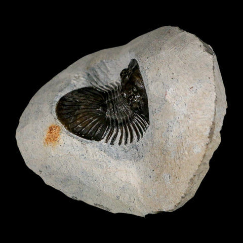 1.2" Scabriscutellum Trilobite Fossil Devonian Morocco 400 Million Years Old COA - Fossil Age Minerals