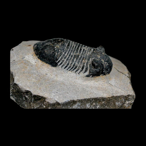 2" Paralejurus SP Trilobite Fossil Morocco Devonian Age 400 Mil Yrs Old COA - Fossil Age Minerals