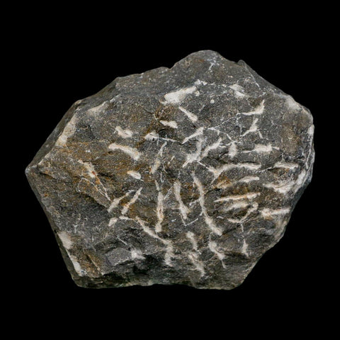 2" Paralejurus SP Trilobite Fossil Morocco Devonian Age 400 Mil Yrs Old COA - Fossil Age Minerals