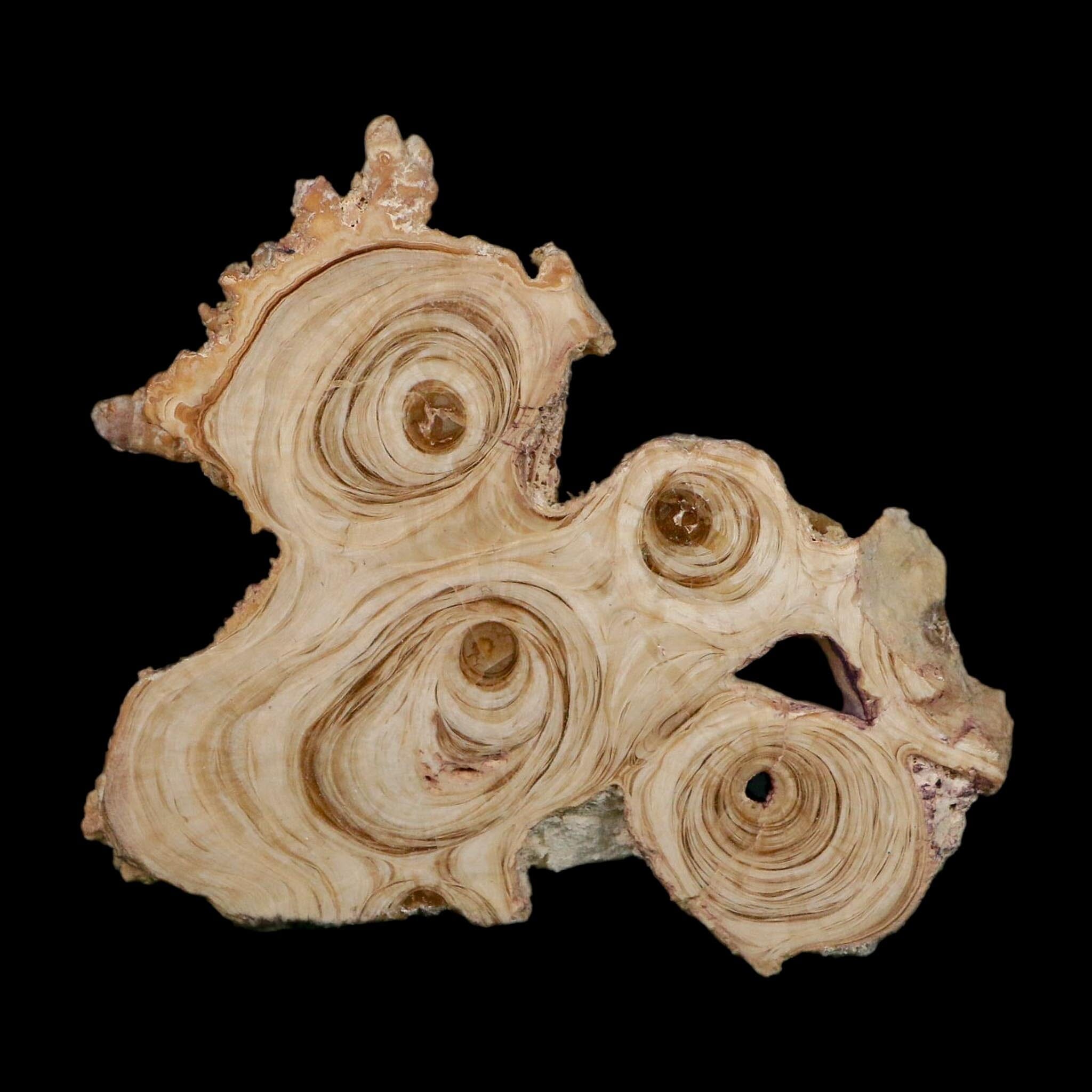 3.6" Aragonite Stalactite Slice Cave Calcite Crystal Mineral Specimen Morocco - Fossil Age Minerals