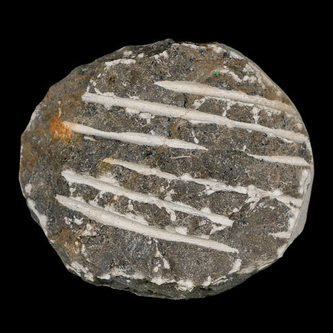 1.2" Scabriscutellum Trilobite Fossil Devonian Morocco 400 Million Years Old COA - Fossil Age Minerals