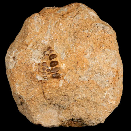 0.8" Bony Fish Fossil Phacodus Punctatus Ray Finned Jaw Teeth In Matrix Morocco
