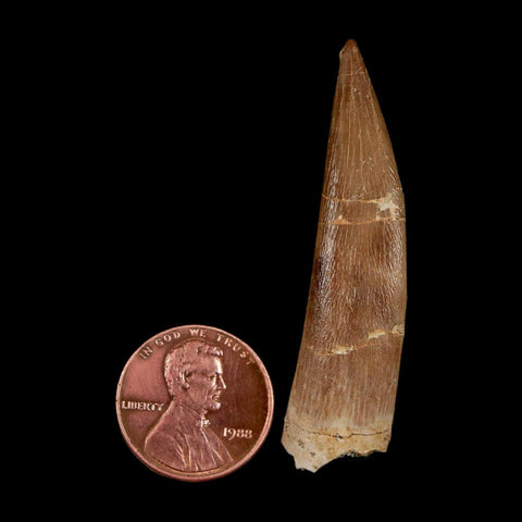 XL 2" Plesiosaur Zarafasaura Tooth Fossil Cretaceous Dinosaur Era COA, Stand - Fossil Age Minerals