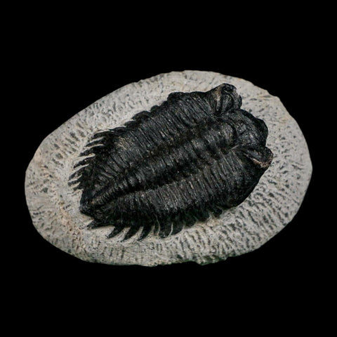 2" Coltraenia Oufatenensis Trilobite Fossil Devonian Morocco 400 Mil Yrs Old COA - Fossil Age Minerals