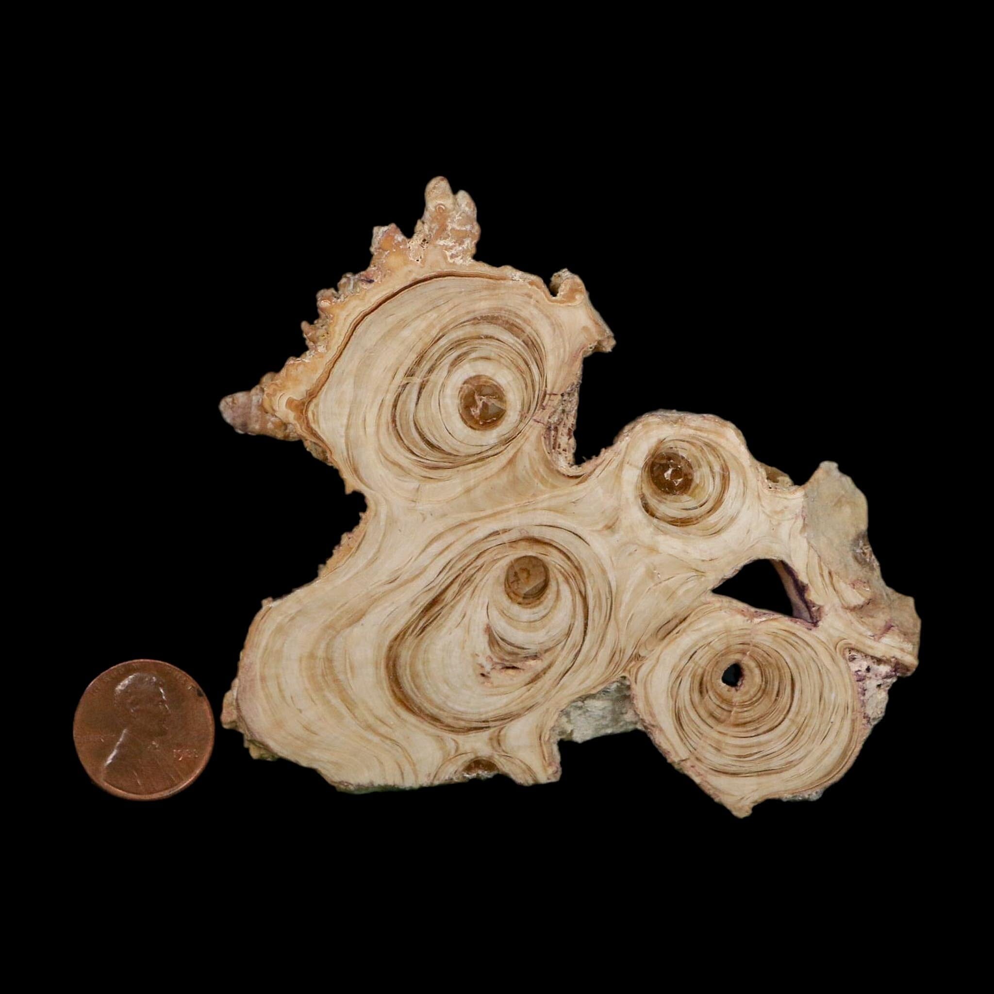 3.6" Aragonite Stalactite Slice Cave Calcite Crystal Mineral Specimen Morocco - Fossil Age Minerals