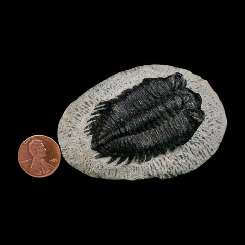 2" Coltraenia Oufatenensis Trilobite Fossil Devonian Morocco 400 Mil Yrs Old COA - Fossil Age Minerals