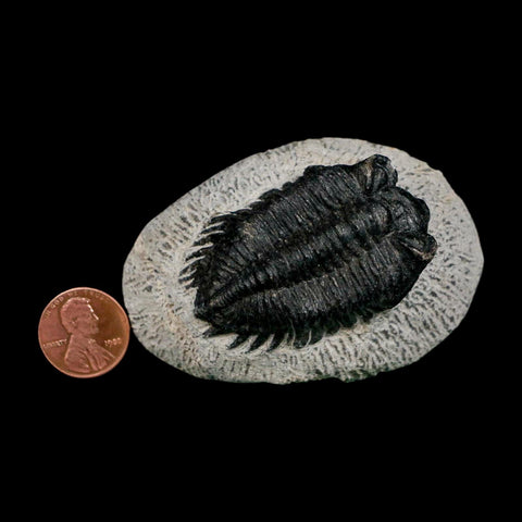 1.9" Coltraenia Oufatenensis Trilobite Fossil Devonian Morocco 400 Mil Yrs Old COA - Fossil Age Minerals