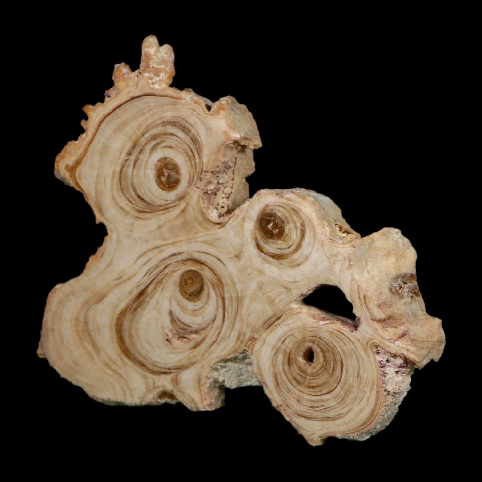 3.6" Aragonite Stalactite Slice Cave Calcite Crystal Mineral Specimen Morocco - Fossil Age Minerals