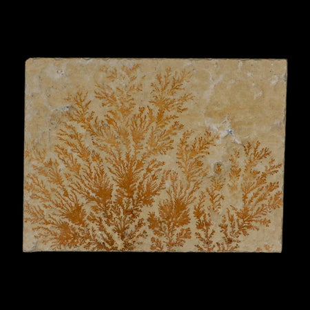 3.1" Pyrolusite Dendritic Limestone Solnhofen Upper Jurassic Age West Germany