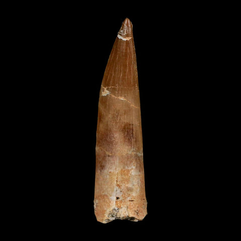XL 2" Plesiosaur Zarafasaura Tooth Fossil Cretaceous Dinosaur Era COA, Stand - Fossil Age Minerals