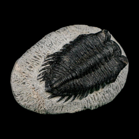 2" Coltraenia Oufatenensis Trilobite Fossil Devonian Morocco 400 Mil Yrs Old COA - Fossil Age Minerals