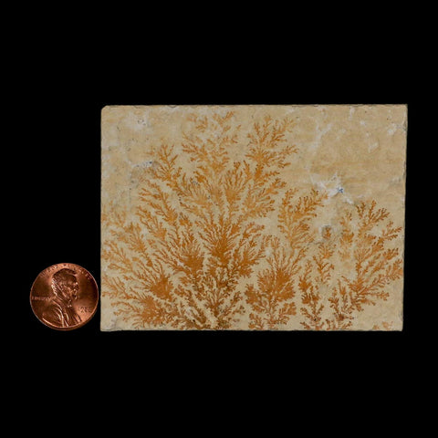 3.1" Pyrolusite Dendritic Limestone Solnhofen Upper Jurassic Age West Germany