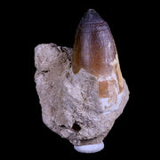 XXL 2.8" Mosasaur Curri Fossil Tooth In Matrix Cretaceous Dinosaur Era COA