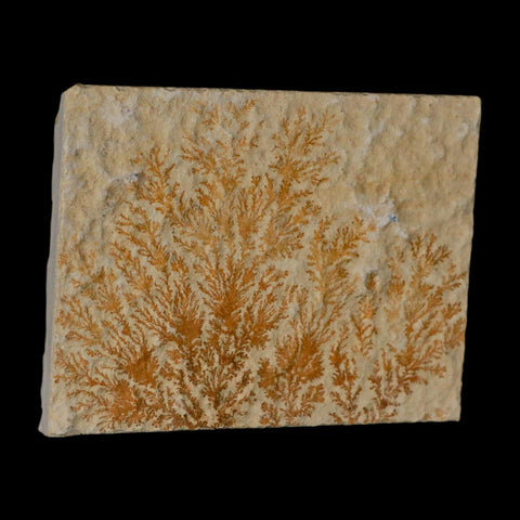 3.1" Pyrolusite Dendritic Limestone Solnhofen Upper Jurassic Age West Germany