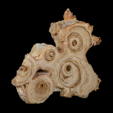 3.6" Aragonite Stalactite Slice Cave Calcite Crystal Mineral Specimen Morocco