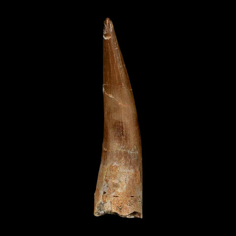 XL 2" Plesiosaur Zarafasaura Tooth Fossil Cretaceous Dinosaur Era COA, Stand - Fossil Age Minerals