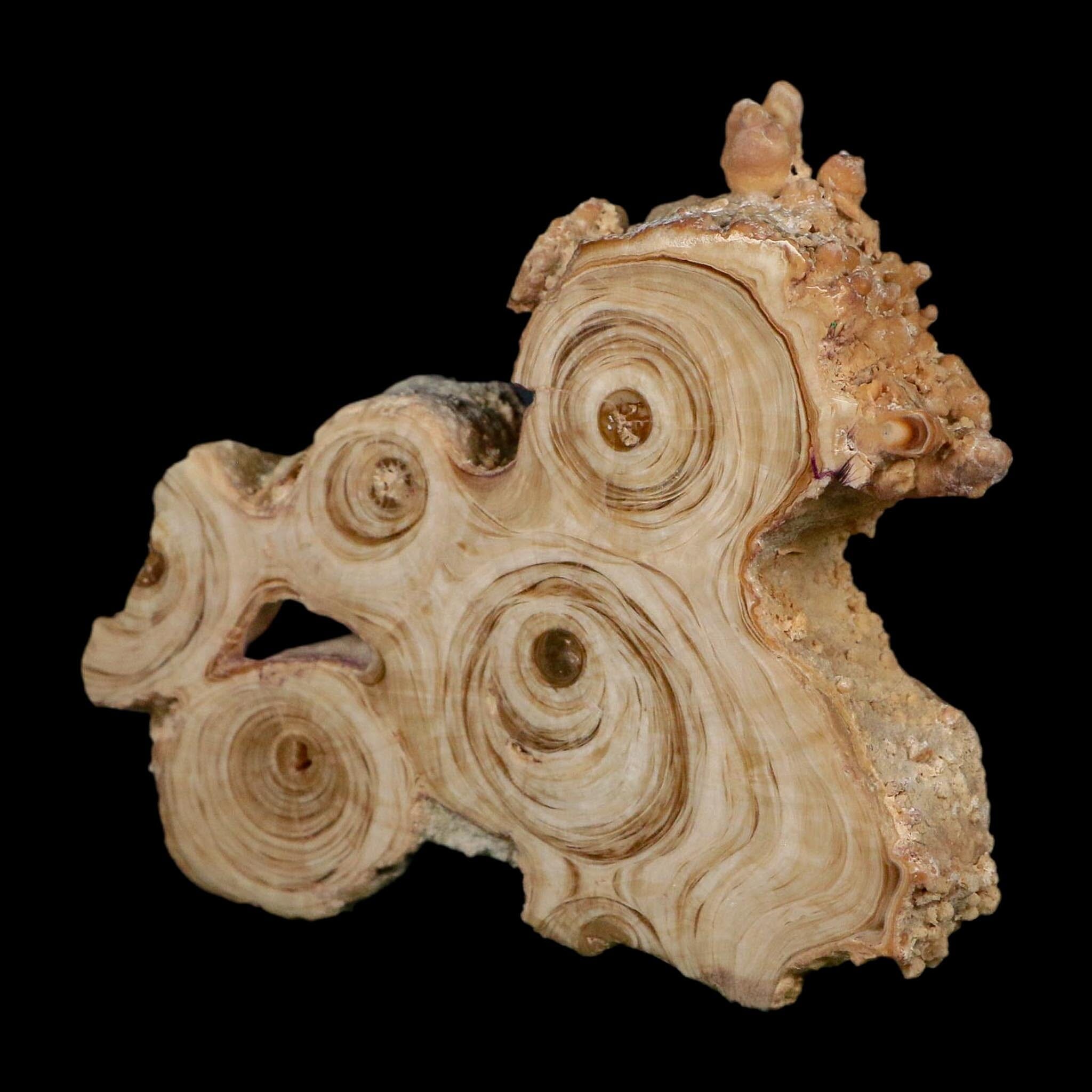 3.6" Aragonite Stalactite Slice Cave Calcite Crystal Mineral Specimen Morocco - Fossil Age Minerals