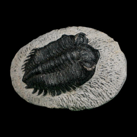 2" Coltraenia Oufatenensis Trilobite Fossil Devonian Morocco 400 Mil Yrs Old COA - Fossil Age Minerals