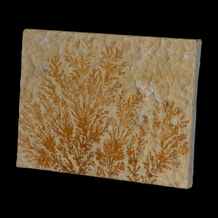 3.1" Pyrolusite Dendritic Limestone Solnhofen Upper Jurassic Age West Germany