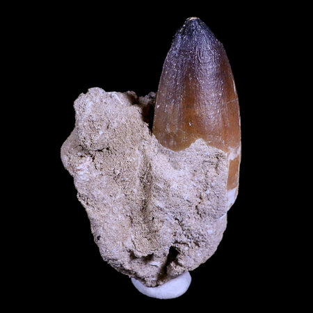 XXL 2.8" Mosasaur Curri Fossil Tooth In Matrix Cretaceous Dinosaur Era COA