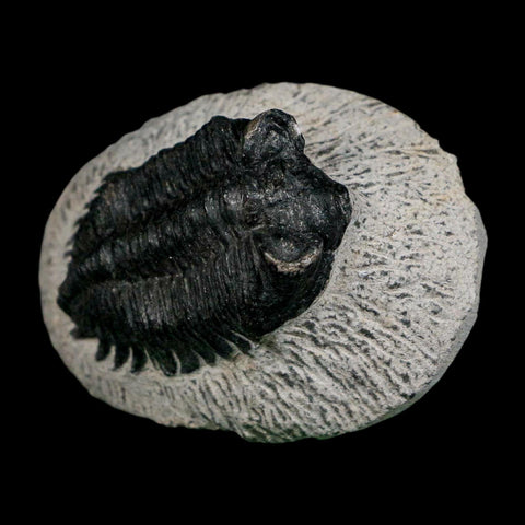 2" Coltraenia Oufatenensis Trilobite Fossil Devonian Morocco 400 Mil Yrs Old COA - Fossil Age Minerals