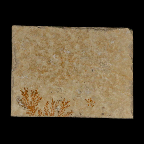 3.1" Pyrolusite Dendritic Limestone Solnhofen Upper Jurassic Age West Germany