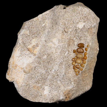 1.1" Bony Fish Fossil Phacodus Punctatus Ray Finned Jaw Teeth In Matrix Morocco
