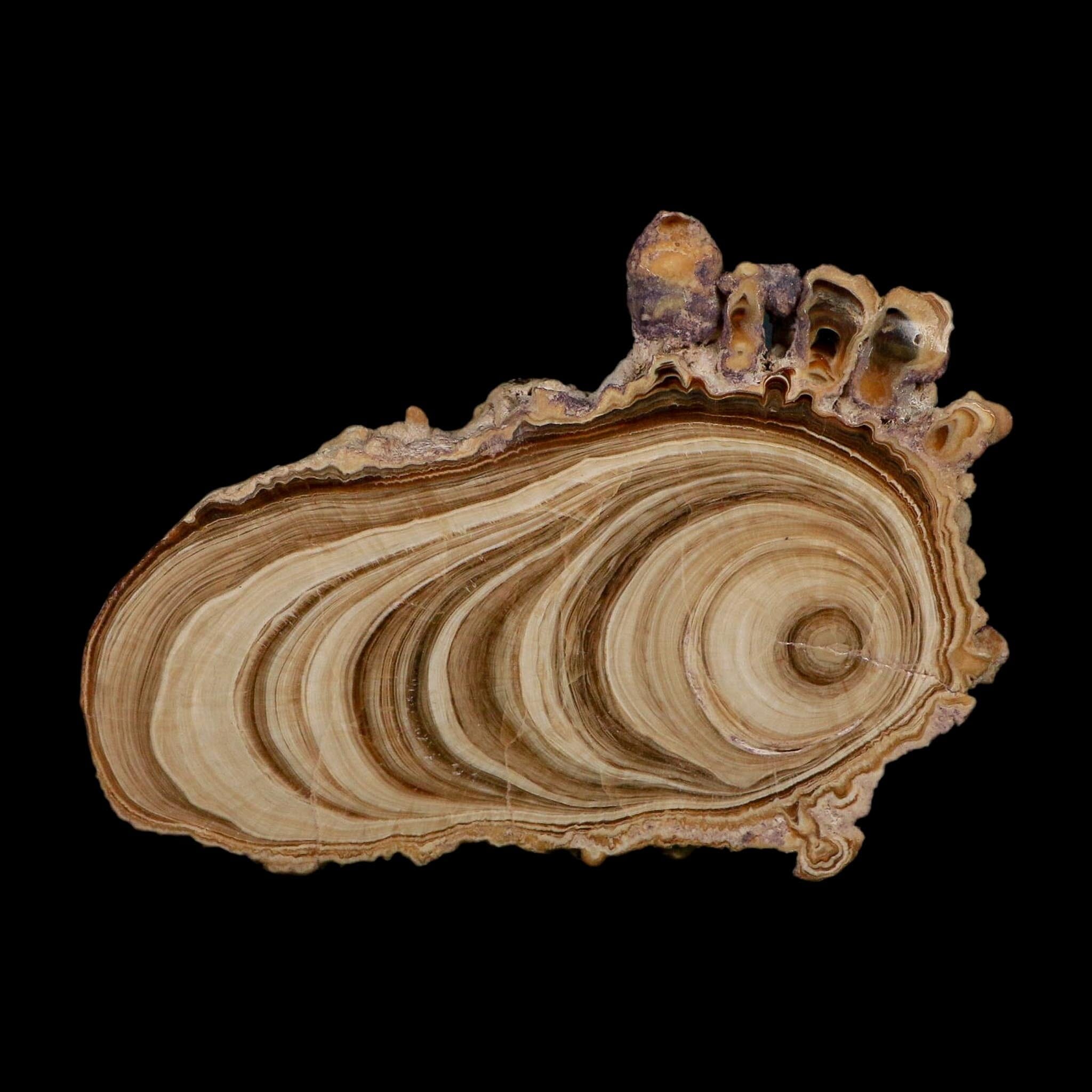 5" Aragonite Stalactite Slice Cave Calcite Crystal Mineral Specimen Morocco - Fossil Age Minerals