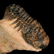 3.2" Crotalocephalus Gibbus Trilobite Fossil Morocco Devonian Age 400 Mil Yrs Old COA