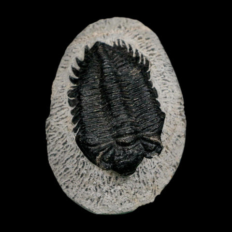 2" Coltraenia Oufatenensis Trilobite Fossil Devonian Morocco 400 Mil Yrs Old COA - Fossil Age Minerals