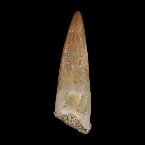 1.5" Plesiosaur Zarafasaura Tooth Fossil Cretaceous Dinosaur Era COA, Stand - Fossil Age Minerals