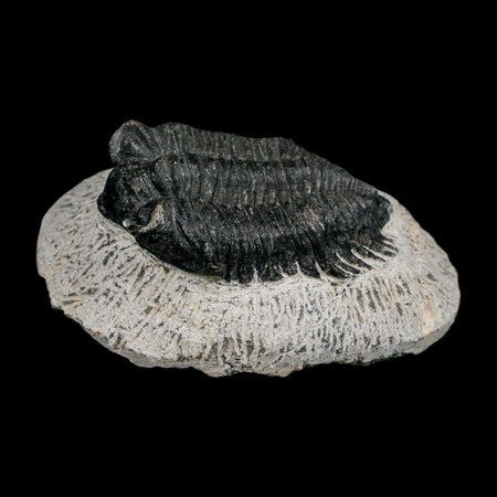 2" Coltraenia Oufatenensis Trilobite Fossil Devonian Morocco 400 Mil Yrs Old COA