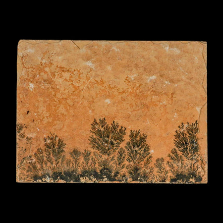 3.1" Pyrolusite Dendritic Limestone Solnhofen Upper Jurassic Age West Germany