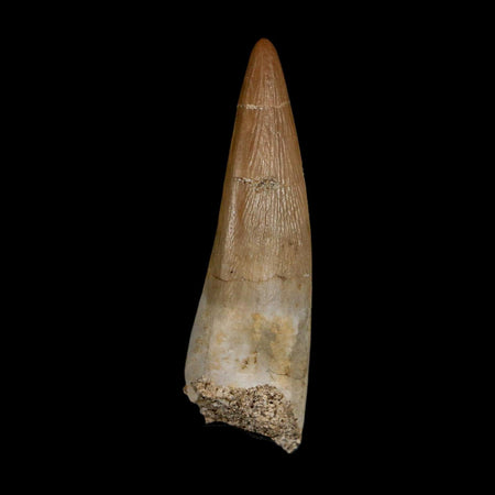 1.5" Plesiosaur Zarafasaura Tooth Fossil Cretaceous Dinosaur Era COA, Stand
