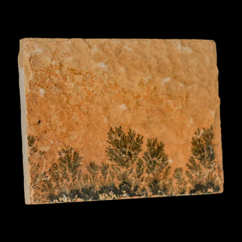 3.1" Pyrolusite Dendritic Limestone Solnhofen Upper Jurassic Age West Germany
