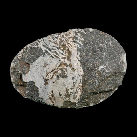 2" Coltraenia Oufatenensis Trilobite Fossil Devonian Morocco 400 Mil Yrs Old COA - Fossil Age Minerals