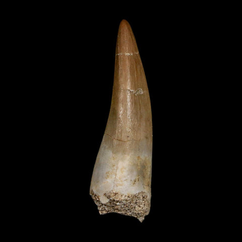 1.5" Plesiosaur Zarafasaura Tooth Fossil Cretaceous Dinosaur Era COA, Stand - Fossil Age Minerals