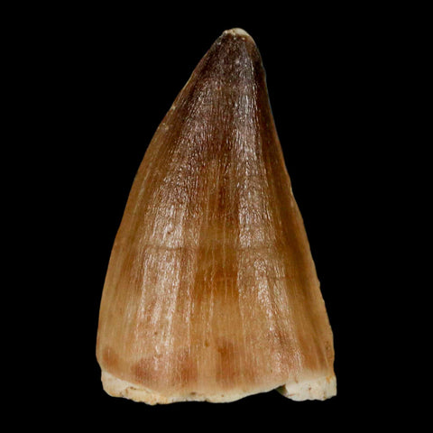 1.6" Mosasaur Prognathodon Fossil Tooth Cretaceous Dinosaur Era COA & Stand - Fossil Age Minerals