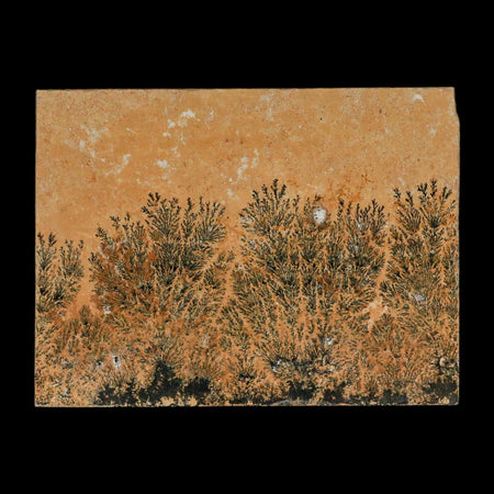 3.1" Pyrolusite Dendritic Limestone Solnhofen Upper Jurassic Age West Germany