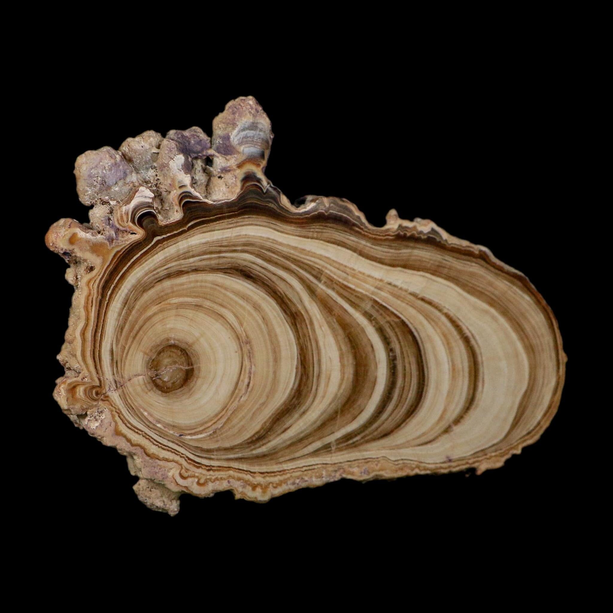 5" Aragonite Stalactite Slice Cave Calcite Crystal Mineral Specimen Morocco - Fossil Age Minerals