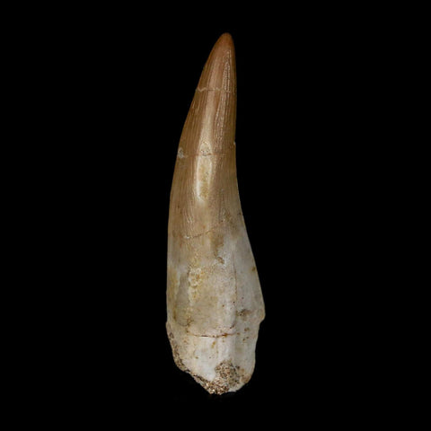 1.5" Plesiosaur Zarafasaura Tooth Fossil Cretaceous Dinosaur Era COA, Stand - Fossil Age Minerals