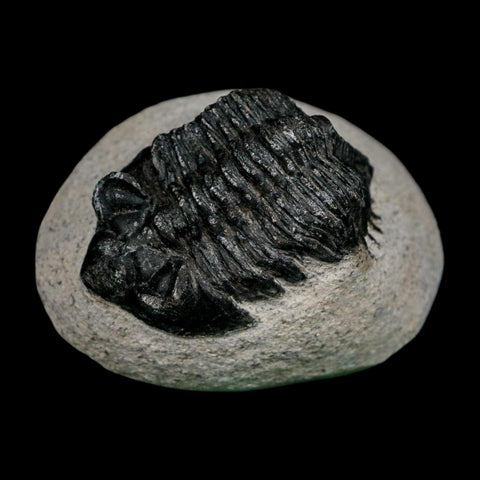 1.9" Coltraenia Oufatenensis Trilobite Fossil Devonian Morocco 400 Mil Yrs Old COA - Fossil Age Minerals