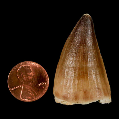 1.6" Mosasaur Prognathodon Fossil Tooth Cretaceous Dinosaur Era COA & Stand - Fossil Age Minerals