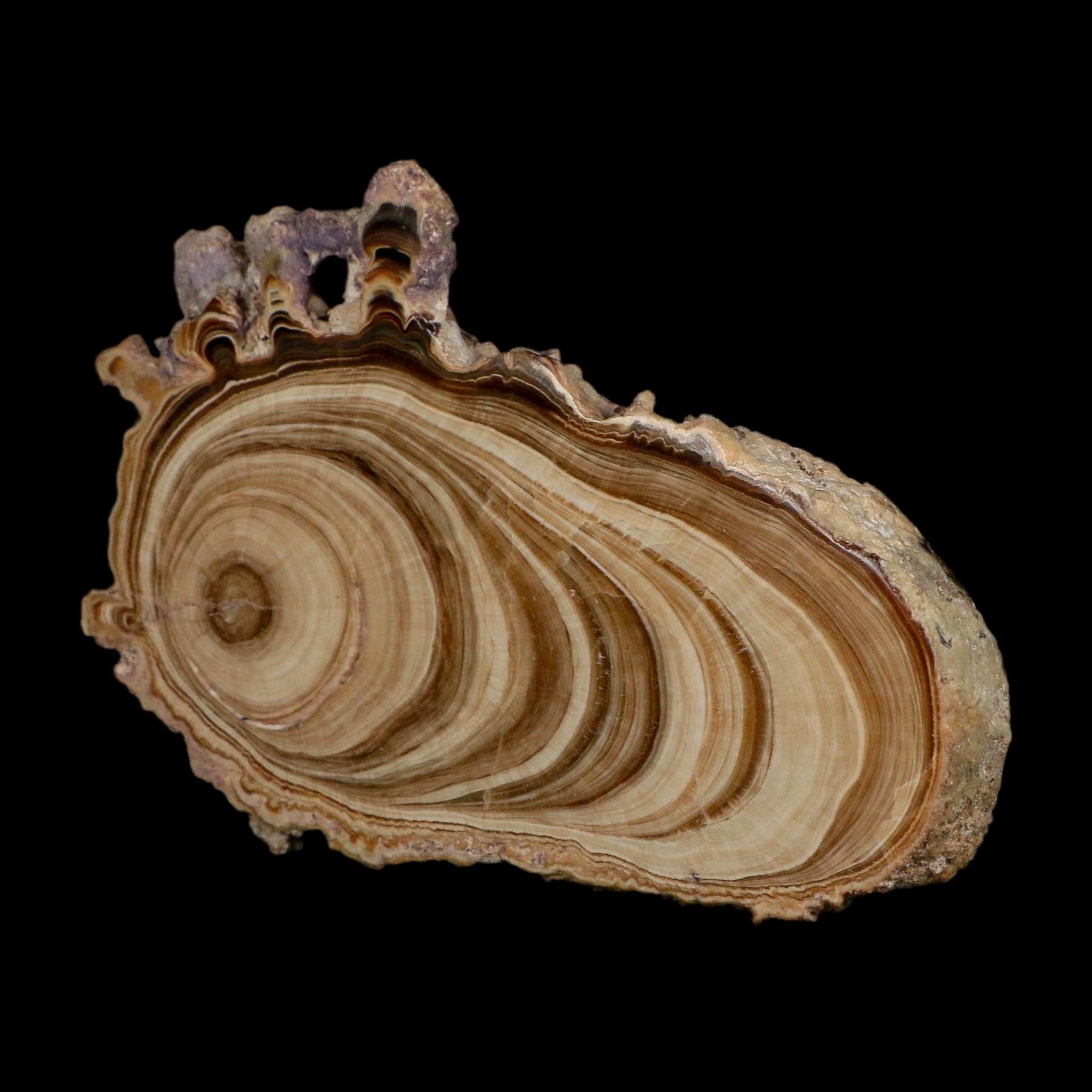 5" Aragonite Stalactite Slice Cave Calcite Crystal Mineral Specimen Morocco - Fossil Age Minerals