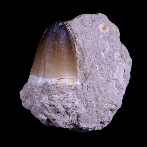 XL 2" Mosasaur Curri Fossil Tooth In Matrix Cretaceous Dinosaur Era COA - Fossil Age Minerals