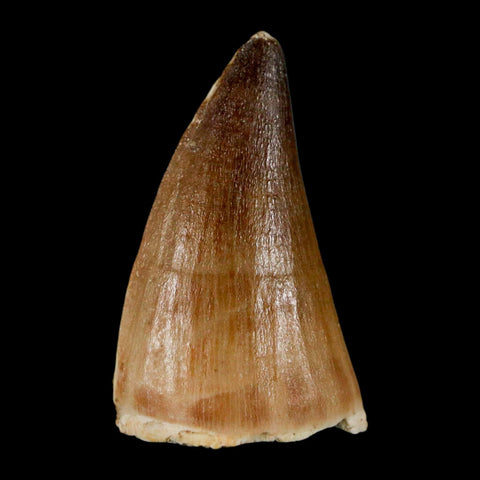 1.6" Mosasaur Prognathodon Fossil Tooth Cretaceous Dinosaur Era COA & Stand - Fossil Age Minerals