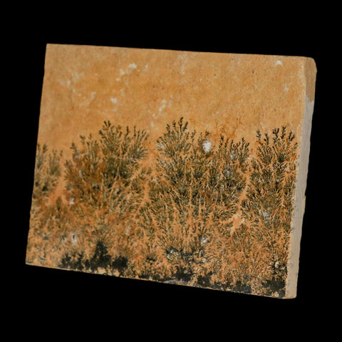 3.1" Pyrolusite Dendritic Limestone Solnhofen Upper Jurassic Age West Germany