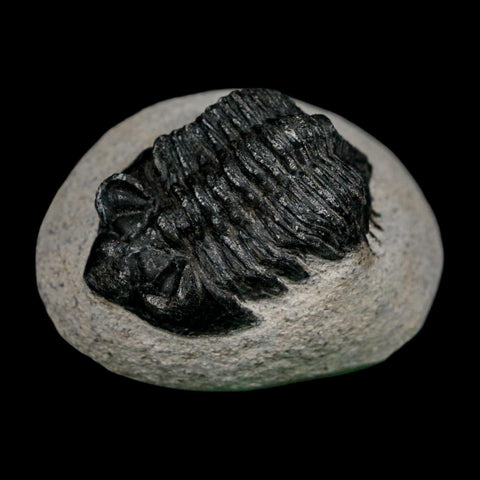 1.9" Coltraenia Oufatenensis Trilobite Fossil Devonian Morocco 400 Mil Yrs Old COA - Fossil Age Minerals